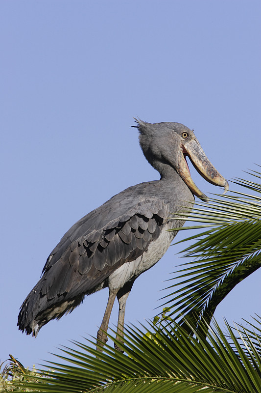 Shoebill