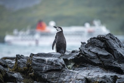 一只帽带企鹅(Pygoscelis antarctic)站在潮湿的岩石上，背景中可以看到不莱梅号探险