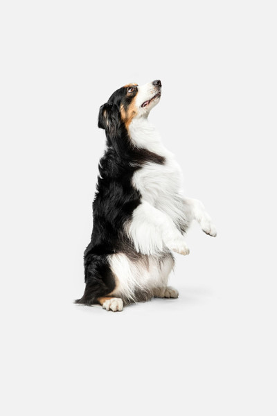可爱快乐的澳大利亚牧羊犬摆出孤立的白色背景。