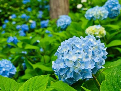 绣球花的花园