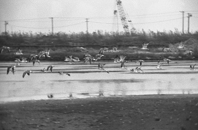 东京湾和大井