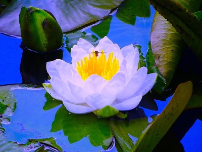 花的特写镜头
