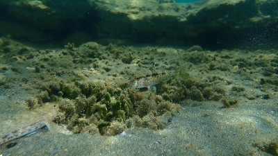 在爱琴海海底有条纹的红鲻鱼或鲻鱼(Mullus surmuletus