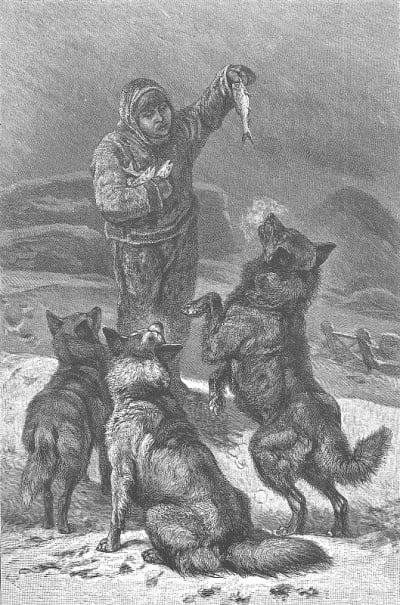 1878年，爱斯基摩人喂养哈士奇