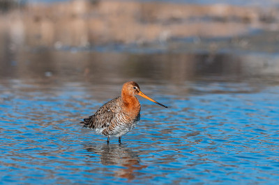 黑尾godwit, Limosa Limosa，水中一只鸟