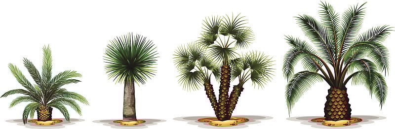 棕榈植物