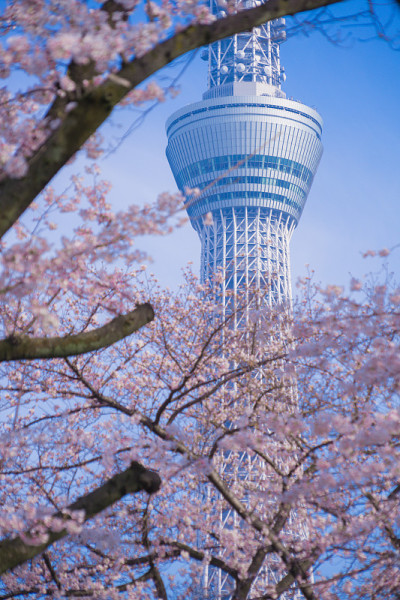 东京天空树和樱桃