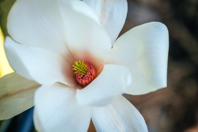 玉兰花