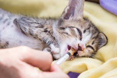 生病的小猫
