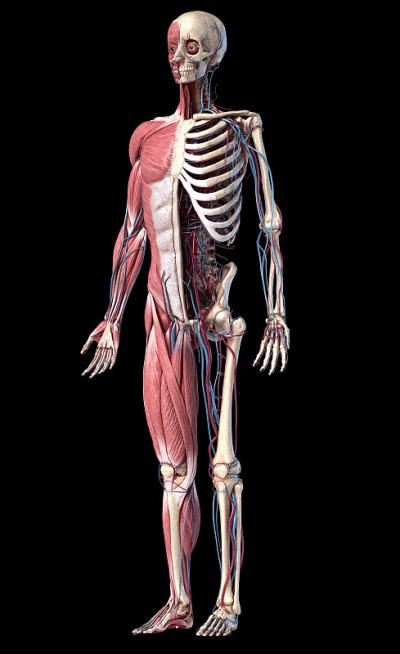 人体骨骼包括肌肉、静脉和动脉。3 d演示。