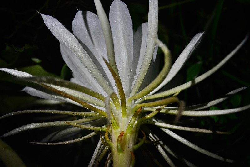 美丽的夜花女郎(昙花)