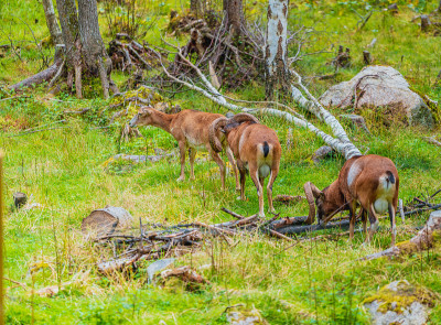 Mouflon (Ovis orientalis)特写照片