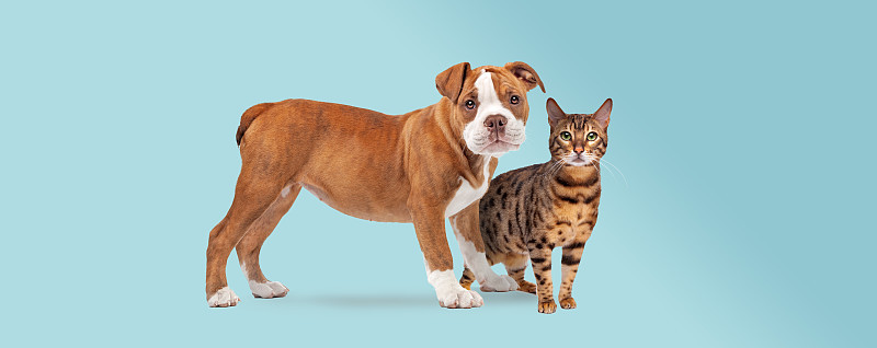 牛头犬和虎斑猫站在浅蓝色背景前
