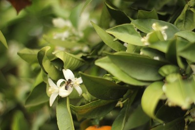 橙和橙花