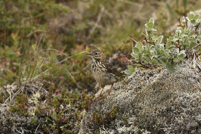 草甸鹨(anthus pratensis)