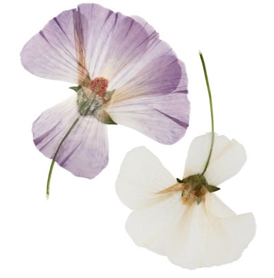 压榨和干花紫菀，孤立在白色背景上。用于剪贴簿、花艺或植物标本室