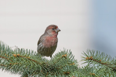 家雀(Carpodacus mexicanus)