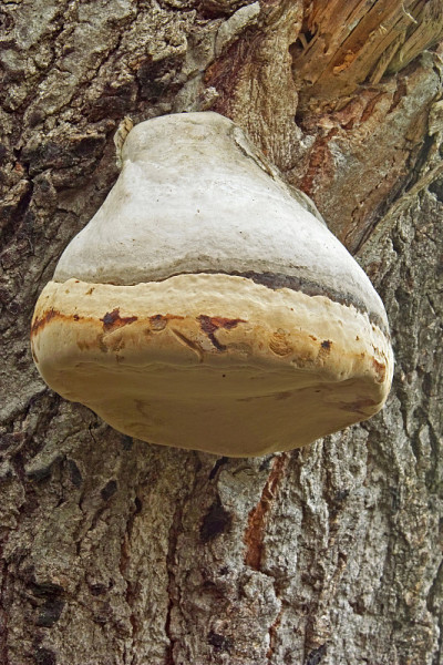 蘑菇泡沫