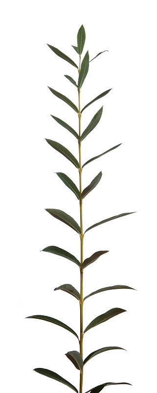 住棚节