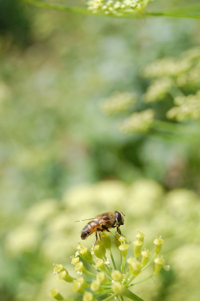 蜜蜂