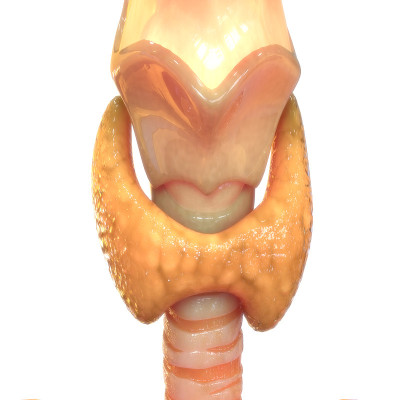 人体甲状腺解剖学