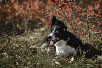 边境牧羊犬在公园散步