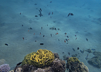 Morning scene from life of exotic fish inhabiting 