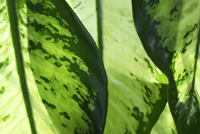 白桦属植物的绿叶特写
