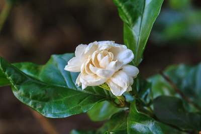 阿拉伯茉莉花(茉莉花sambac)花在树上