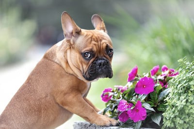 悲伤可爱的法国斗牛犬的肖像是站在鲜花附近的自然和看与情绪