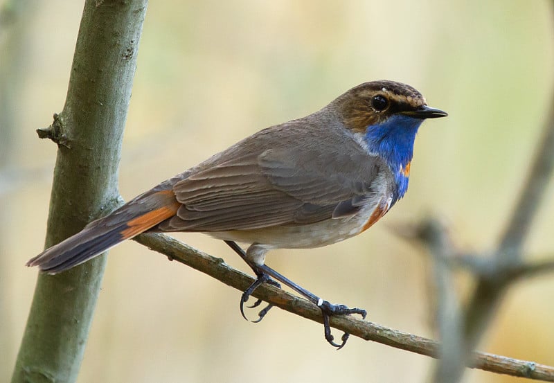 蓝喉(Luscinia svecica)的分支