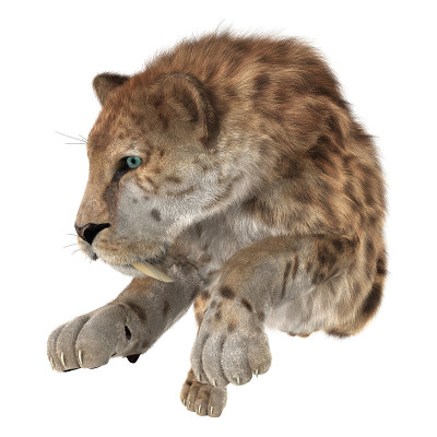 3D渲染剑齿虎或剑齿虎猫在白色
