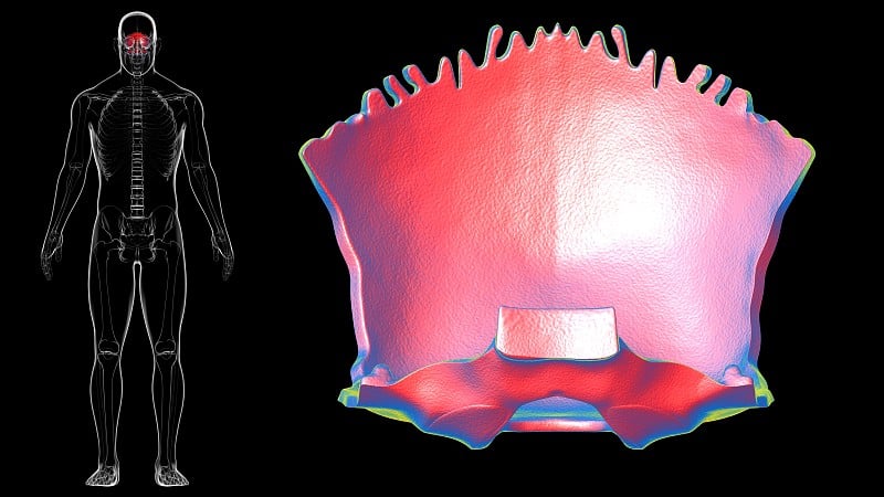 人类骨骼、头骨、枕骨解剖学的医学概念