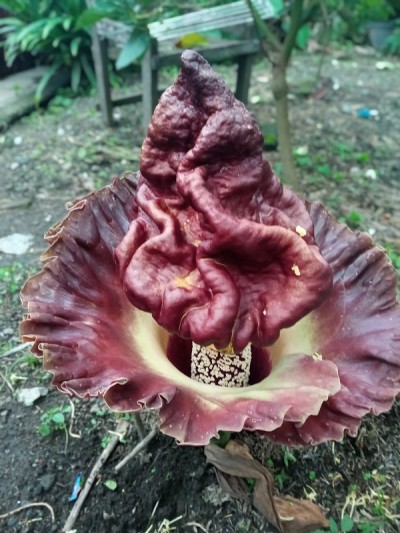 Raflesia arnoldi