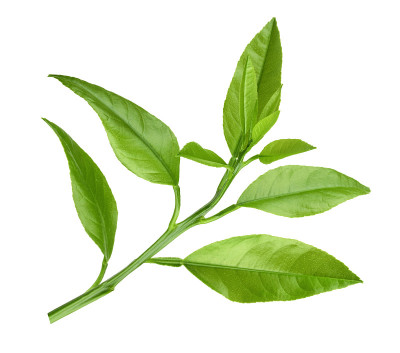 在白色上孤立的柠檬枝