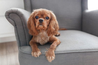 可爱的骑士犬小狗