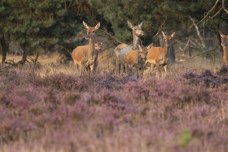 马鹿，Cervus elaphus