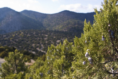Juniper recic