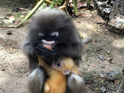 黑叶猴妈妈和她的黄色宝宝