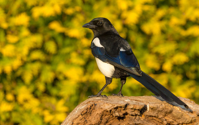 成年的欧洲喜鹊栖息在一根倒下来的木头上，面朝左边。关闭了。