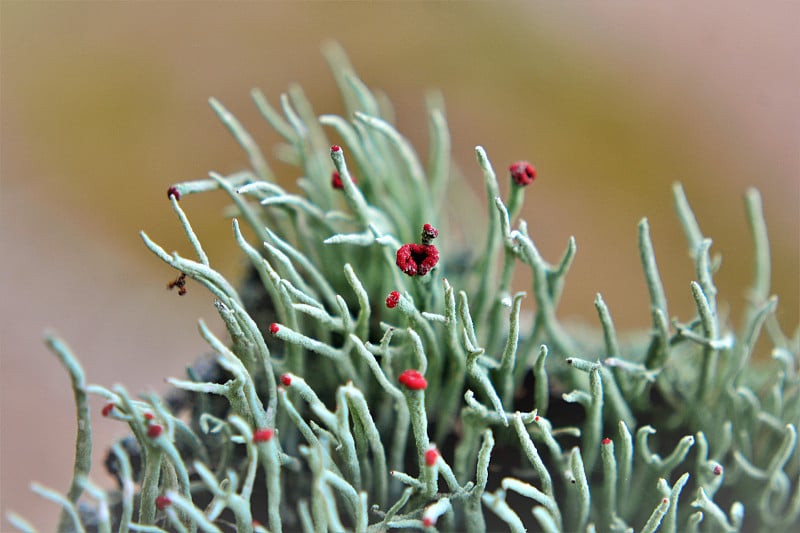 详细的花的macilent Cladonia