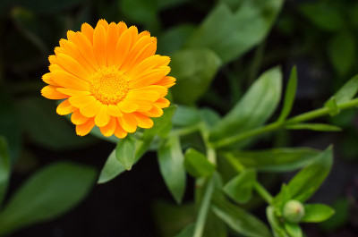金盏菊(金盏菊属)，叶绿色