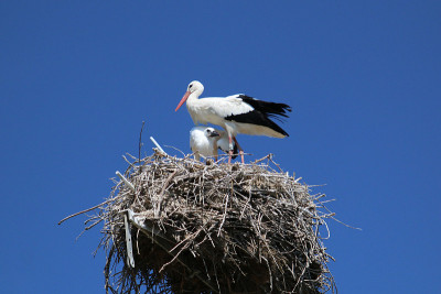 Camargue