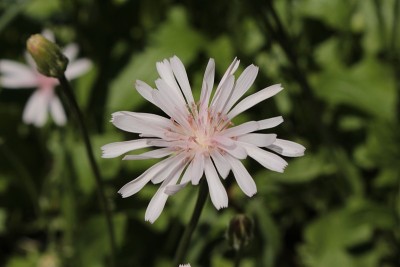 “红鹰须”花- Crepis Rubra
