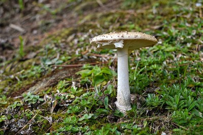 树林里的蘑菇