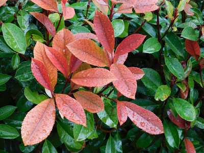 Photinia——湿