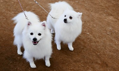 美国爱斯基摩犬