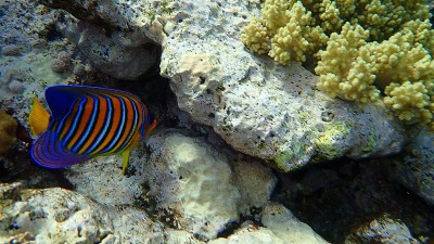 帝王天使鱼或皇家天使鱼(Pygoplites diacanthus)在红海，埃及