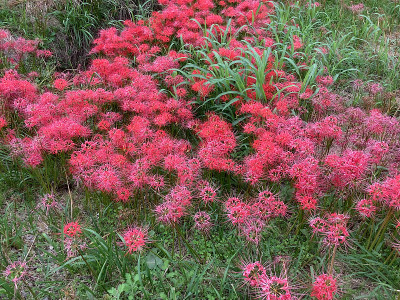 在赤塔半岛的Yakachi河上，一簇孤挺花