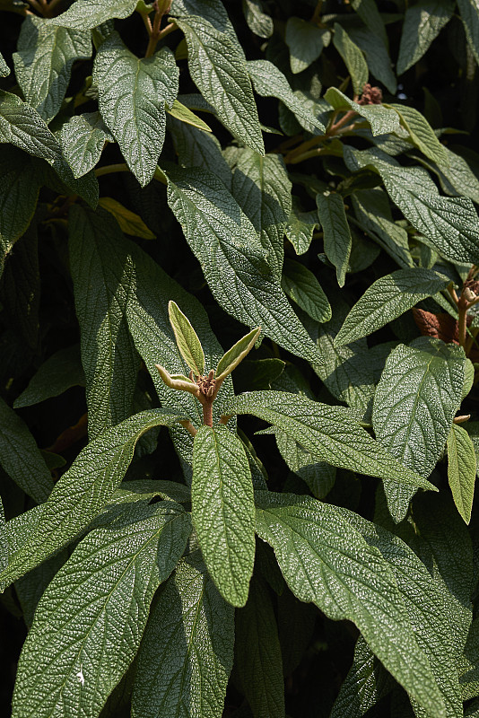 维本努姆 · 里蒂多菲勒姆